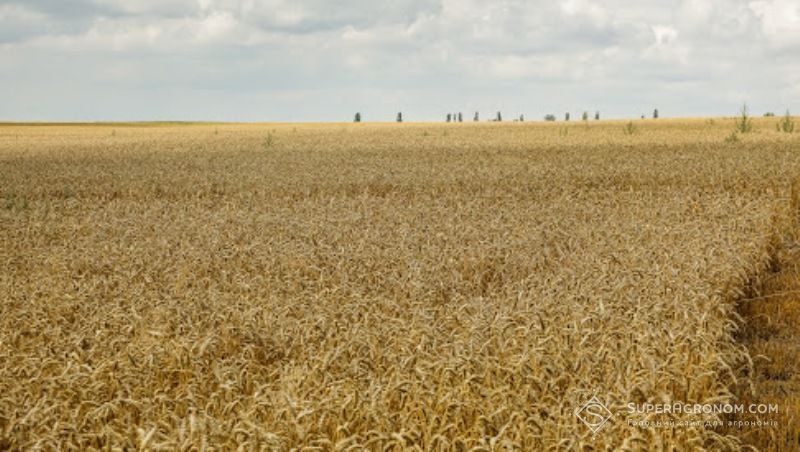 Порушення балансу мікробіоти ґрунту є головною причиною хвороб рослин — думка