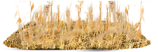 corn